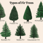 12 Easy To Grow Types Of Fir Trees Throughout Christmas Tree Leaves Are Called