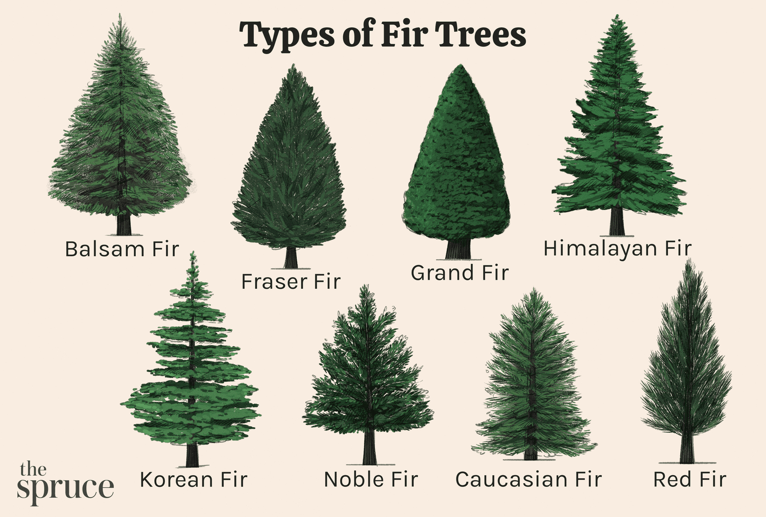 12 Easy-To-Grow Types Of Fir Trees throughout Christmas Tree Leaves Are Called