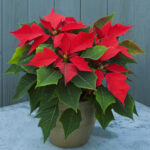 14 Best Christmas Plants And Flowers   Traditional Christmas Pertaining To Christmas Leaves Called