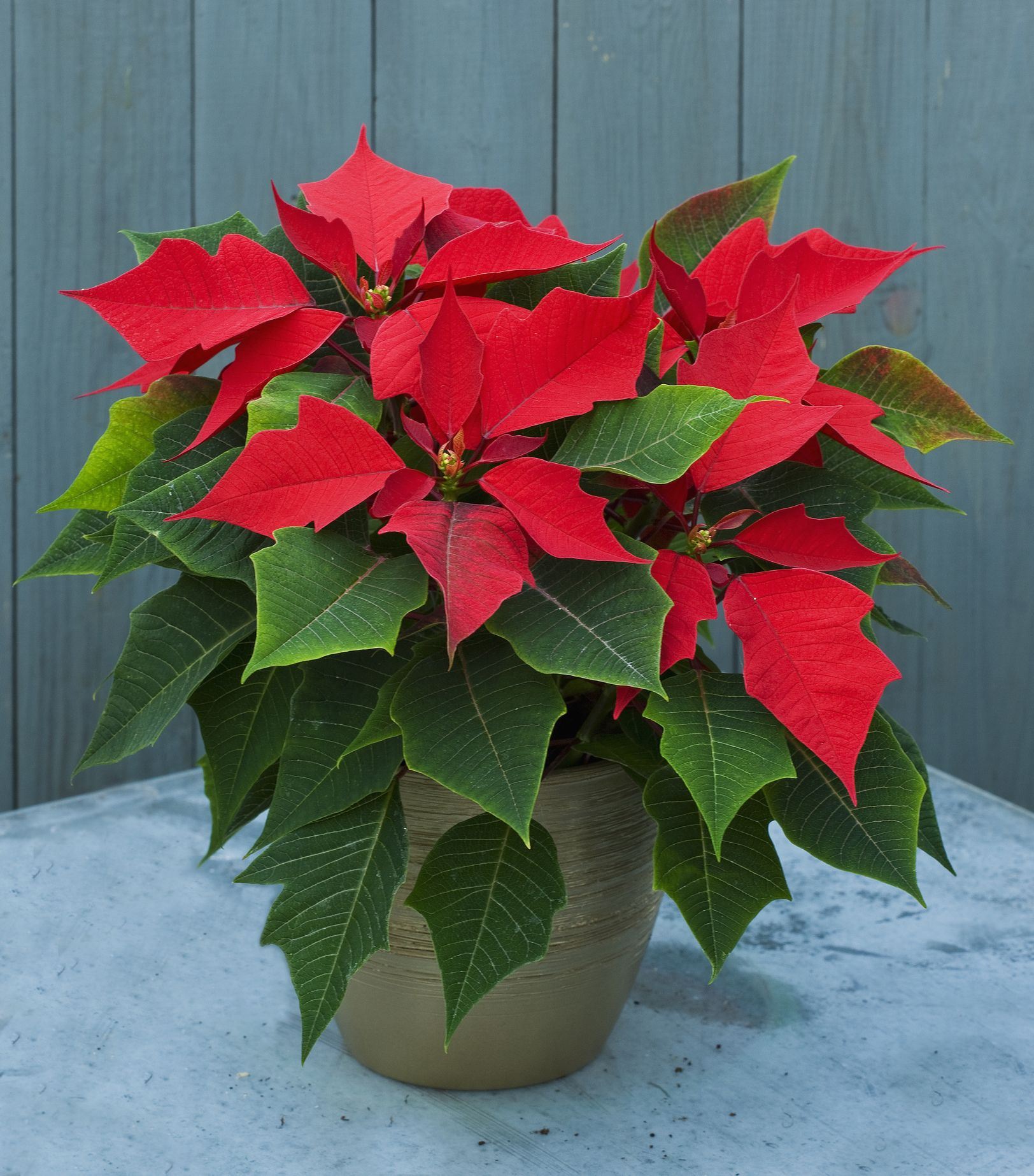 14 Best Christmas Plants And Flowers - Traditional Christmas pertaining to Christmas Leaves Called