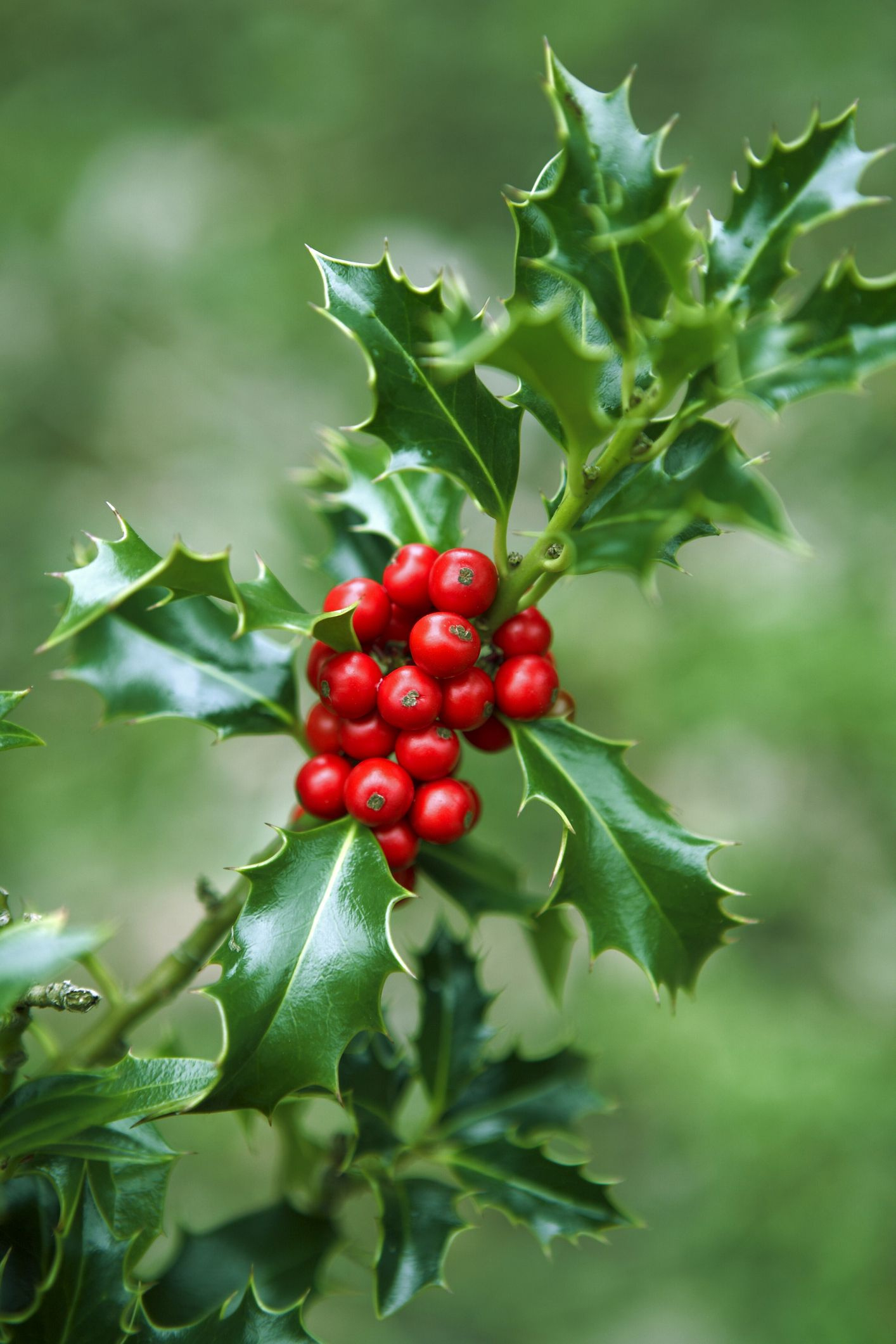 14 Best Christmas Plants And Flowers - Traditional Christmas with Christmas Leaves Called