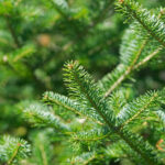 22 Types Of Christmas Trees—And How To Choose The Right One For Christmas Tree Leaves Called