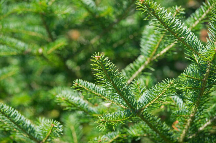 Christmas Tree Leaves Called