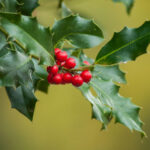 8 Jolly Christmas Plants | Britannica For Christmas Leaves Called