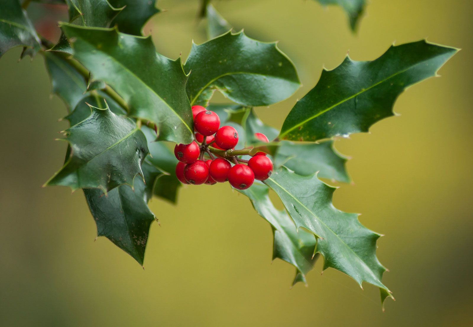 8 Jolly Christmas Plants | Britannica inside Green Christmas Leaves