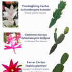 Can Someone Please Tell Me If I Actually (Finally) Have A For Different Christmas Cactus Leaves