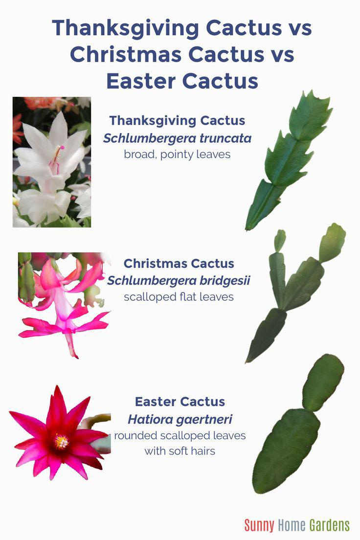 Can Someone Please Tell Me If I Actually (Finally) Have A for Different Christmas Cactus Leaves