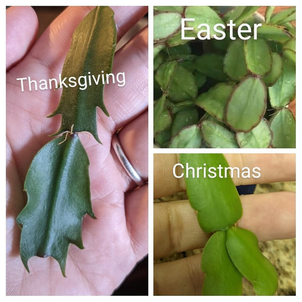 Christmas Cactus Care in Christmas Thanksgiving Cactus Leaves