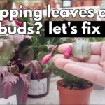 Christmas Cactus Dropping Segments, Leaves Or Flower Buds. Save Your  Succulent Plant In Leaves Falling Off Christmas Cactus