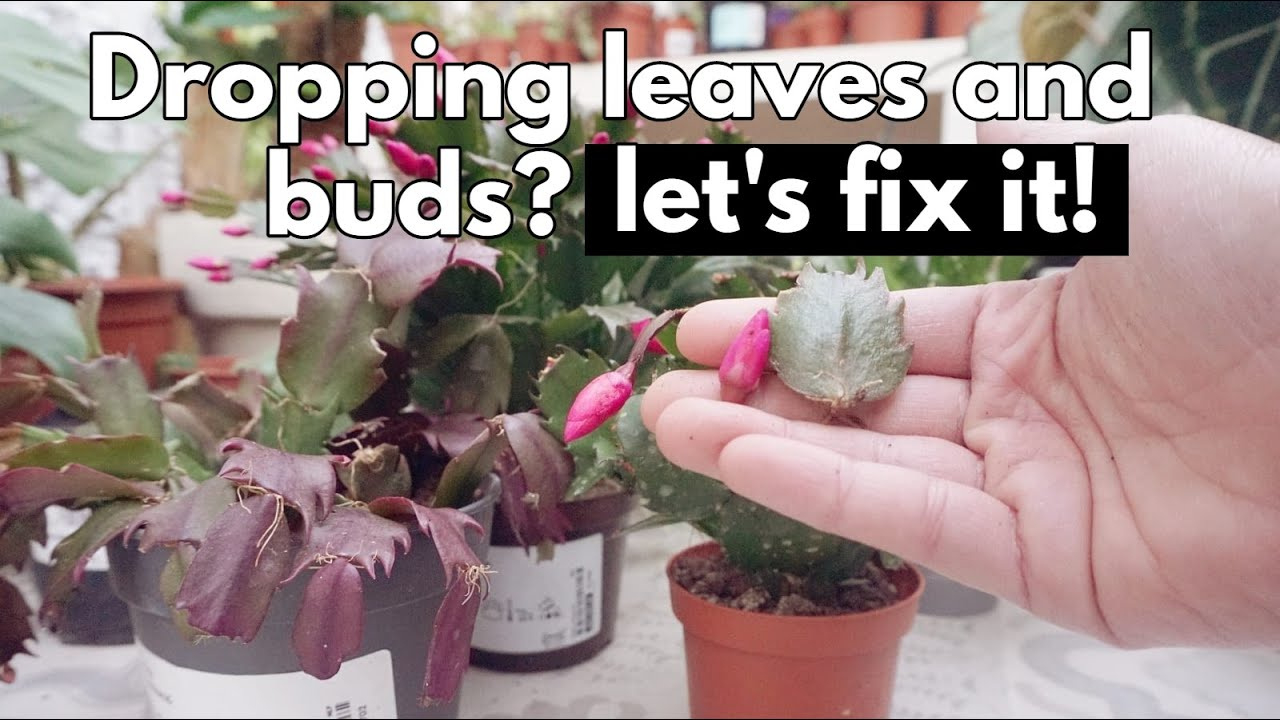 Christmas Cactus Dropping Segments, Leaves Or Flower Buds. Save Your Succulent Plant in Leaves Falling Off Christmas Cactus