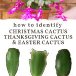 Christmas Cactus Or Thanksgiving? How To Id Your Plant Intended For Different Types Of Christmas Cactus Leaves