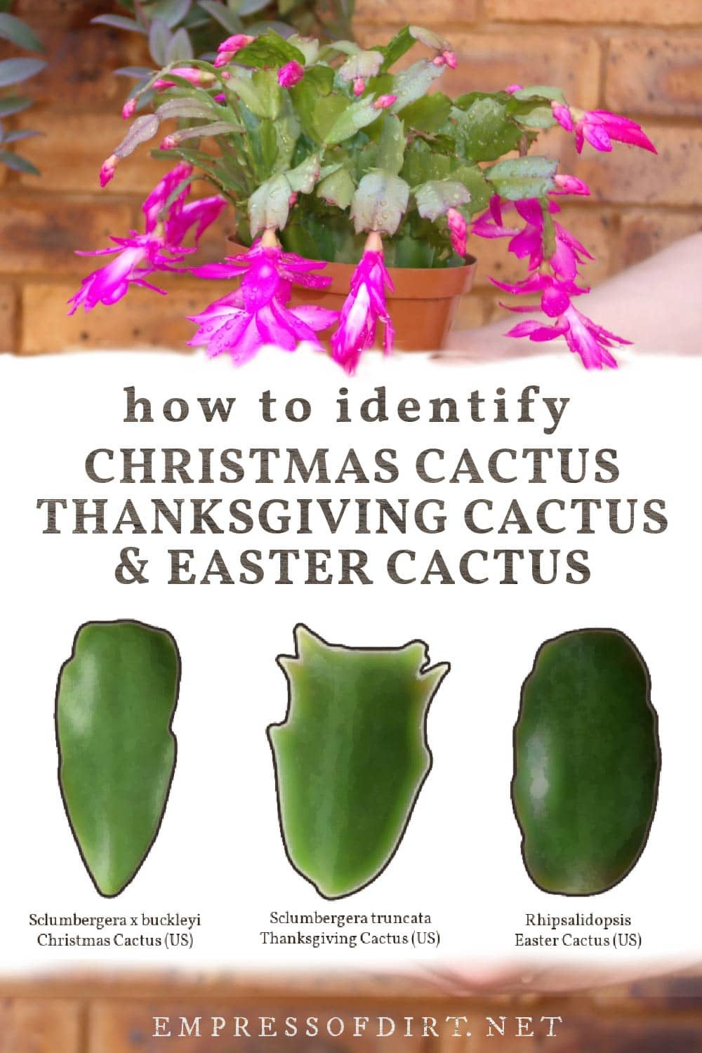 Christmas Cactus Or Thanksgiving? How To Id Your Plant intended for Different Types Of Christmas Cactus Leaves