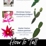 Christmas Cactus Vs Thanksgiving Cactus Vs Easter Cactus ~ Easy Regarding Easter Cactus Vs Christmas Cactus Leaves