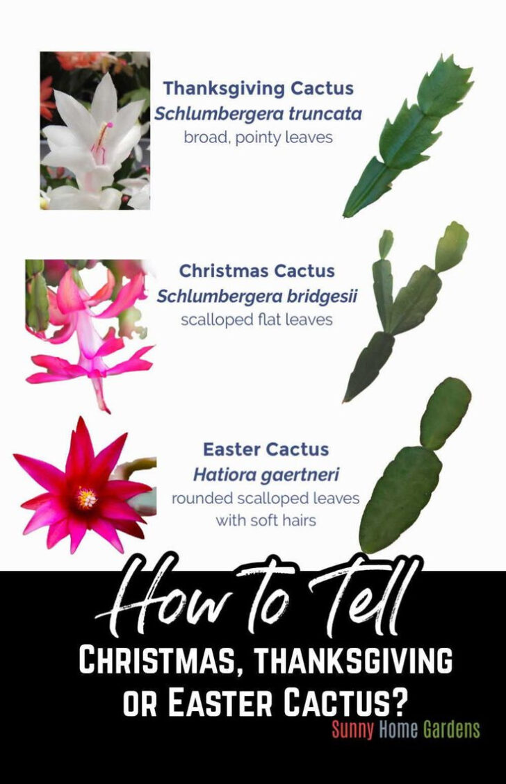 Easter Cactus Vs Christmas Cactus Leaves