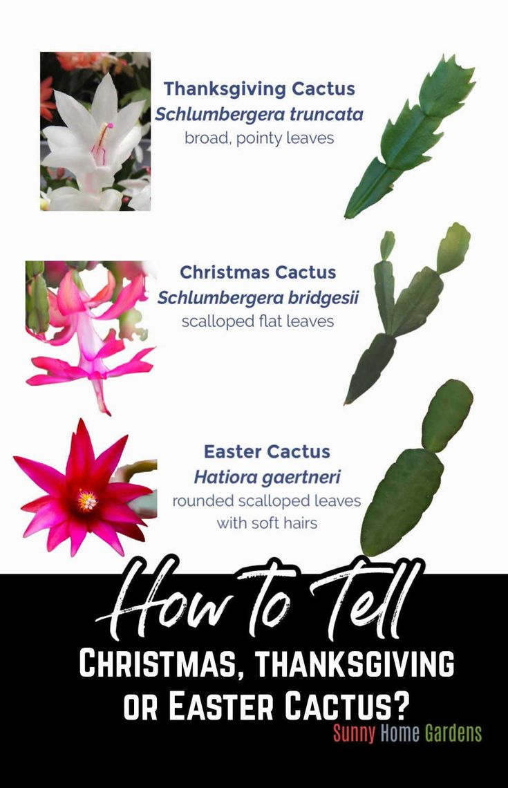 Christmas Cactus Vs Thanksgiving Cactus Vs Easter Cactus ~ Easy regarding Easter Cactus Vs Christmas Cactus Leaves