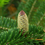 Fraser Fir   Wikipedia With Regard To Christmas Tree Leaves Called