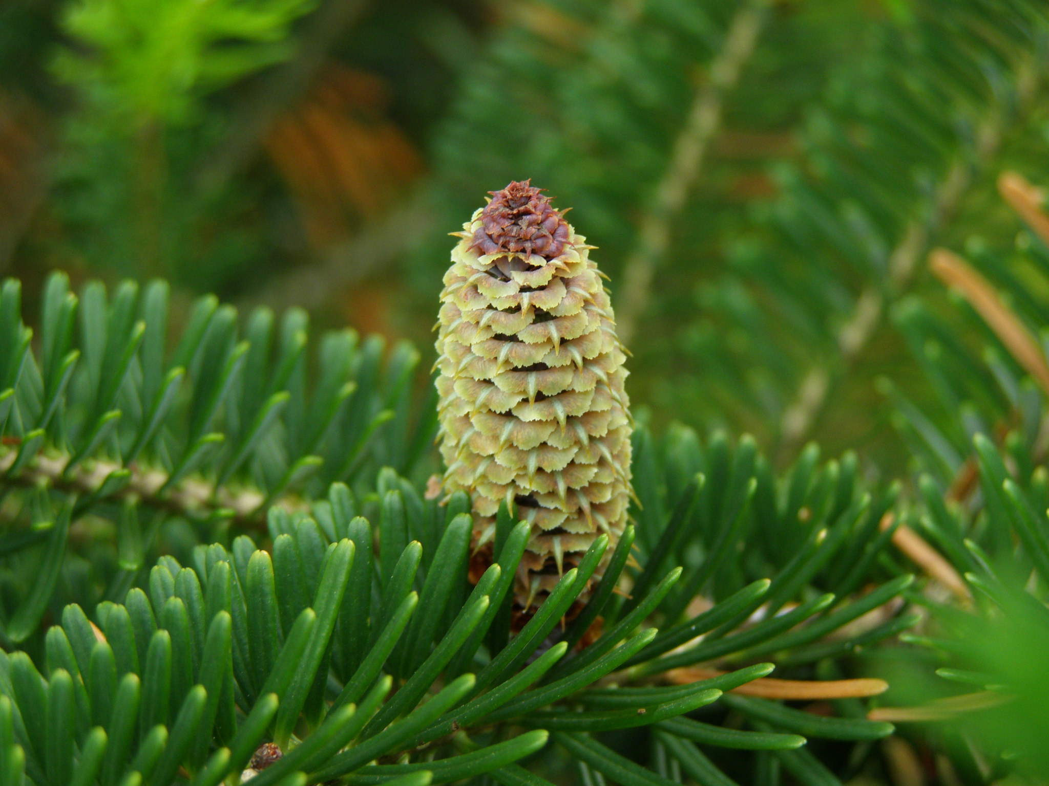 Fraser Fir - Wikipedia within Christmas Tree Leaves Are Called