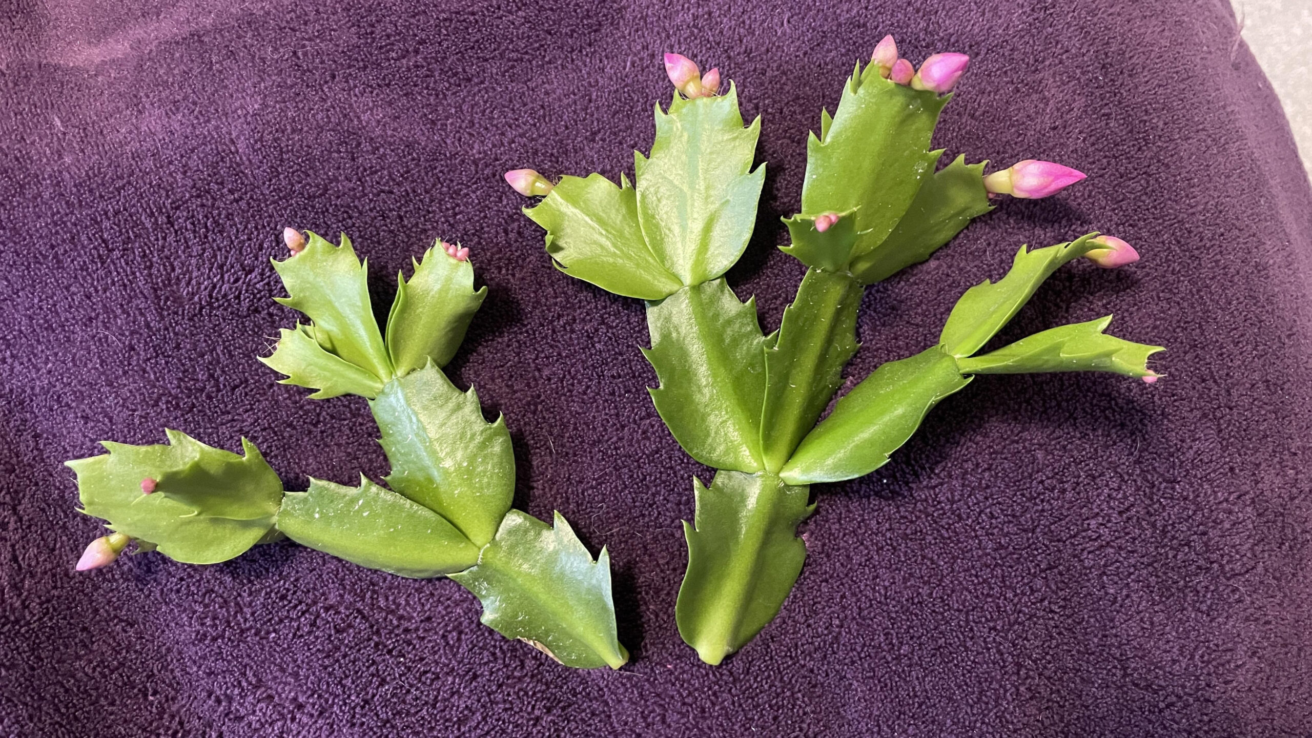 Help! Christmas Cactus Leaves Fell Off Or Broken Off (Idk What regarding Leaves Falling Off Christmas Cactus