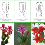 Holiday Cacti Care   Ken Matthews Garden Center Inside Different Types Of Christmas Cactus Leaves