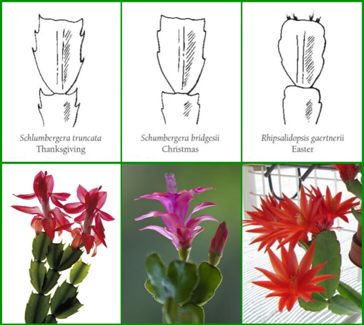 Different Christmas Cactus Leaves