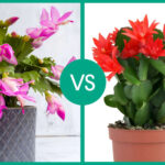 How To Tell A Thanksgiving Cactus From A Christmas Cactus For Difference Between Christmas And Thanksgiving Cactus Leaves