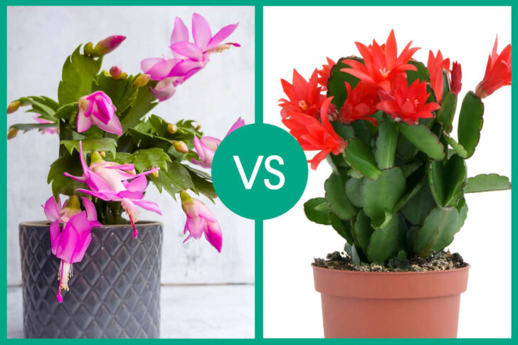 Difference Between Christmas and Thanksgiving Cactus Leaves