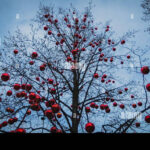 Huge Tree Without Leaves In Winter, But Full Of Christmas Red Ball Intended For Christmas Tree Without Leaves