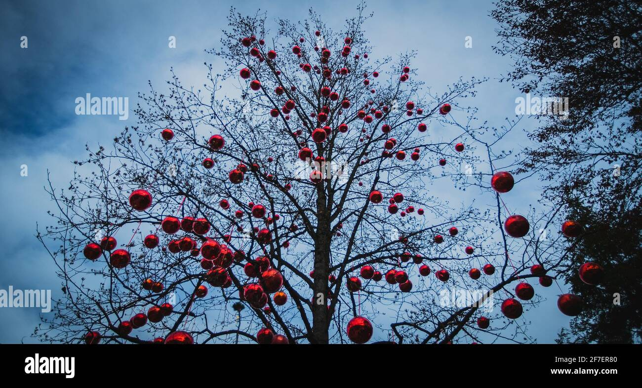 Huge Tree Without Leaves In Winter, But Full Of Christmas Red Ball intended for Christmas Tree Without Leaves