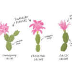 Identifying Holiday Cactus Types   Briggs Garden & Home With Different Types Of Christmas Cactus Leaves