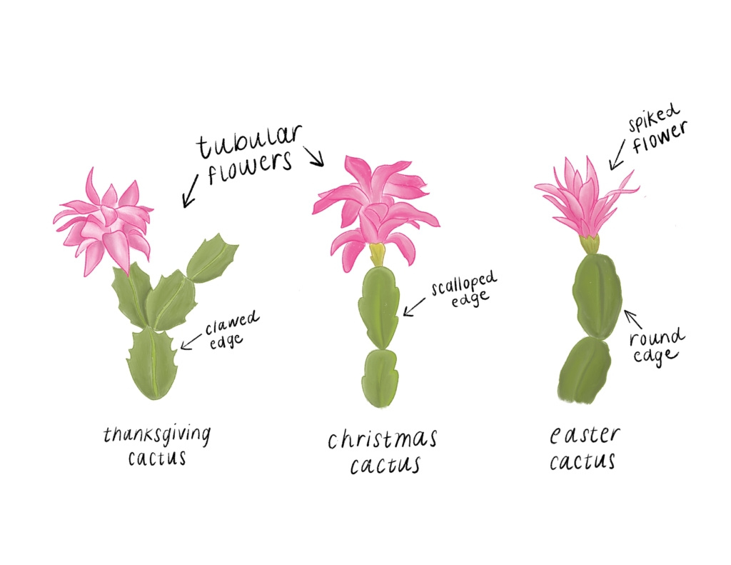 Identifying Holiday Cactus Types - Briggs Garden &amp;amp; Home with Different Types Of Christmas Cactus Leaves