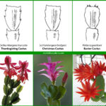 Is It A Thanksgiving, Christmas Or Easter Cactus?   World Of For Easter Cactus Vs Christmas Cactus Leaves