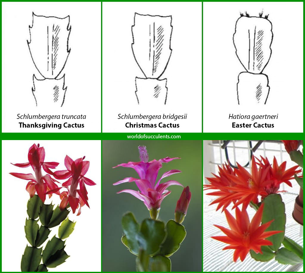 Is It A Thanksgiving, Christmas Or Easter Cactus? - World Of for Easter Cactus Vs Christmas Cactus Leaves