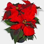 Poinsettia   Wikipedia Inside Christmas Leaves Called