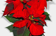 Poinsettia – Wikipedia inside Christmas Leaves Called