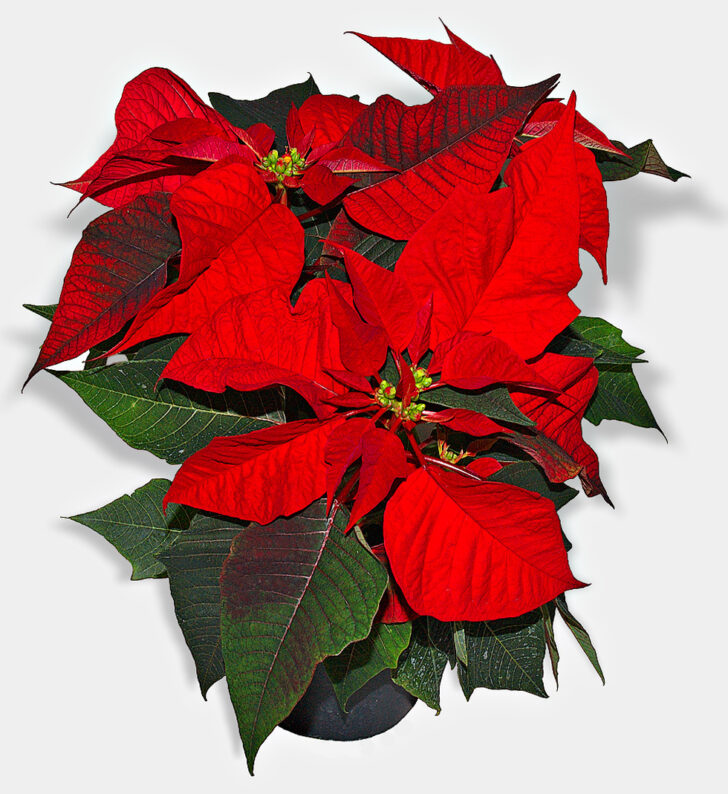 Christmas Leaves Called