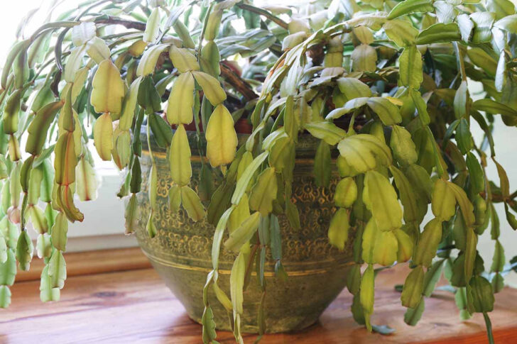 Leaves Falling Off Christmas Cactus