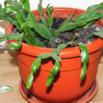 Why Is My Christmas Cactus Dropping Leaves? Pertaining To Leaves Falling Off Christmas Cactus