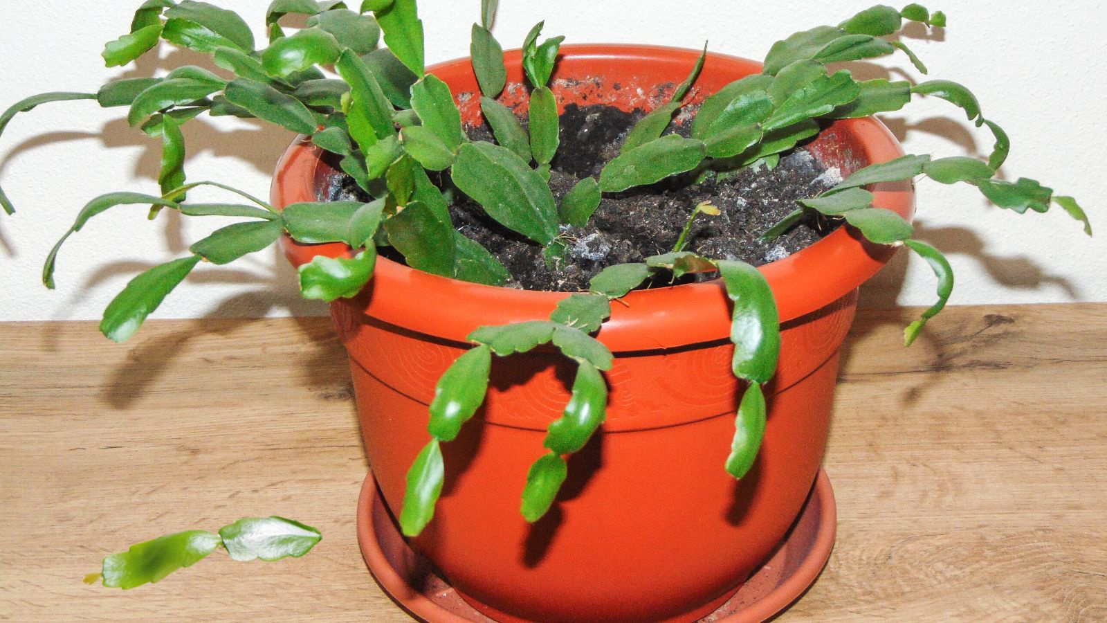 Why Is My Christmas Cactus Dropping Leaves? pertaining to Leaves Falling Off Christmas Cactus