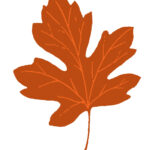 15 Maple Leaf Clipart!   The Graphics Fairy In Fall Leaves Clip Art Free Printable