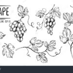 37+ Thousand Grape Leaf Drawing Royalty Free Images, Stock Photos For Grape Leaf Template Printable