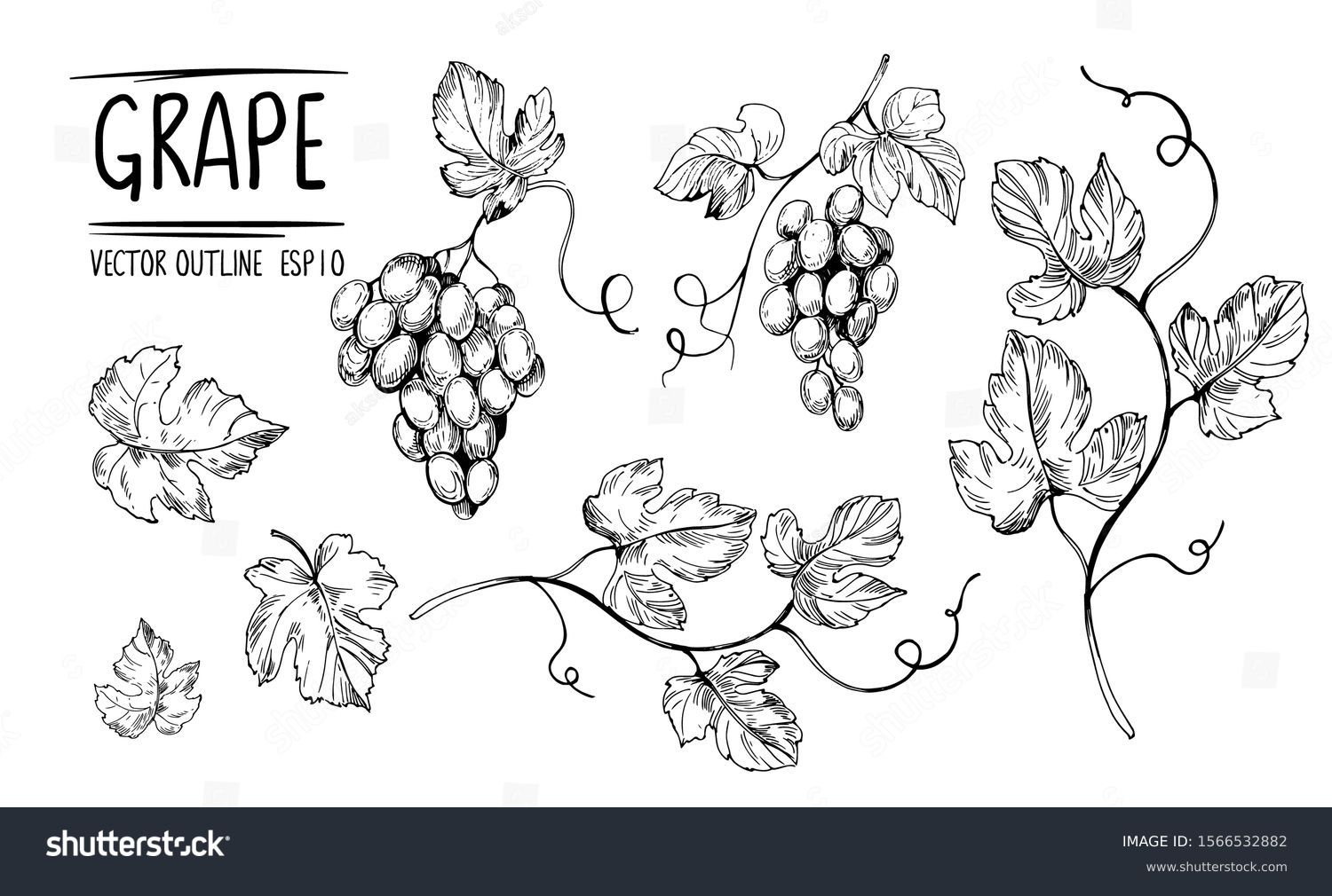37+ Thousand Grape Leaf Drawing Royalty-Free Images, Stock Photos for Grape Leaf Template Printable
