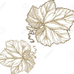 Engraving Style Illustration Of Grape Leaves Isolated On White In Grape Leaf Template Printable Free