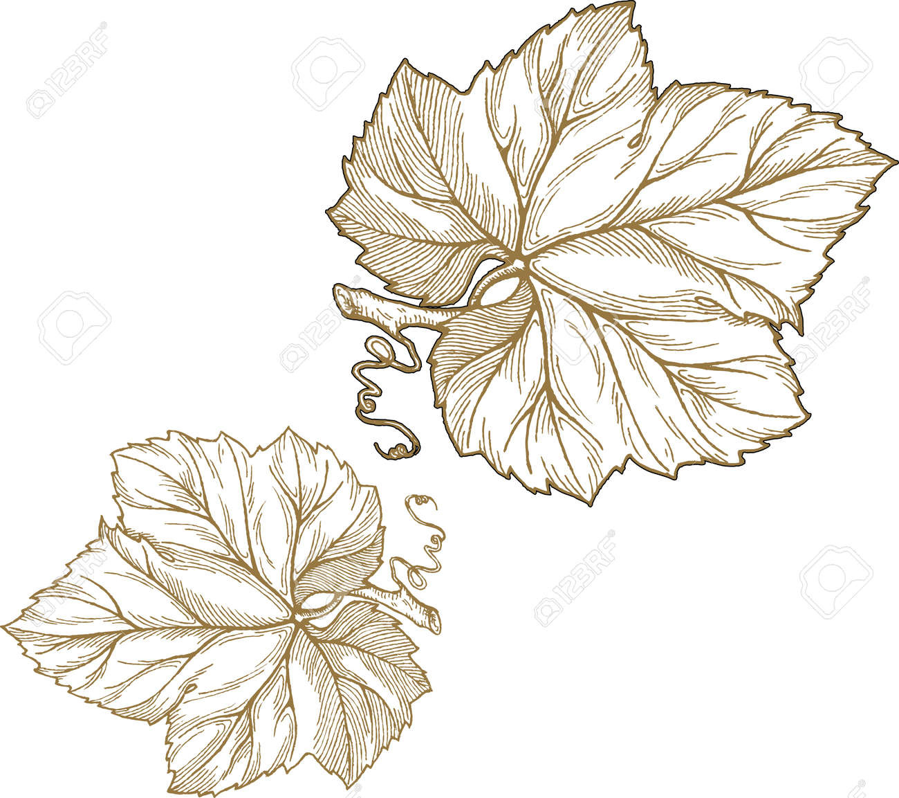 Engraving Style Illustration Of Grape Leaves Isolated On White in Grape Leaf Template Printable Free