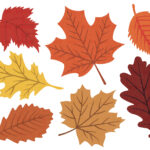 Fall Leaves Svg, Fall Svg, Fall Leaf Svg Bundle, Fall Png, Dxf For Large Printable Fall Leaves