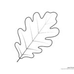 Free Leaf Template For Print   Worksheets Library Inside Oak Leaf Template Printable