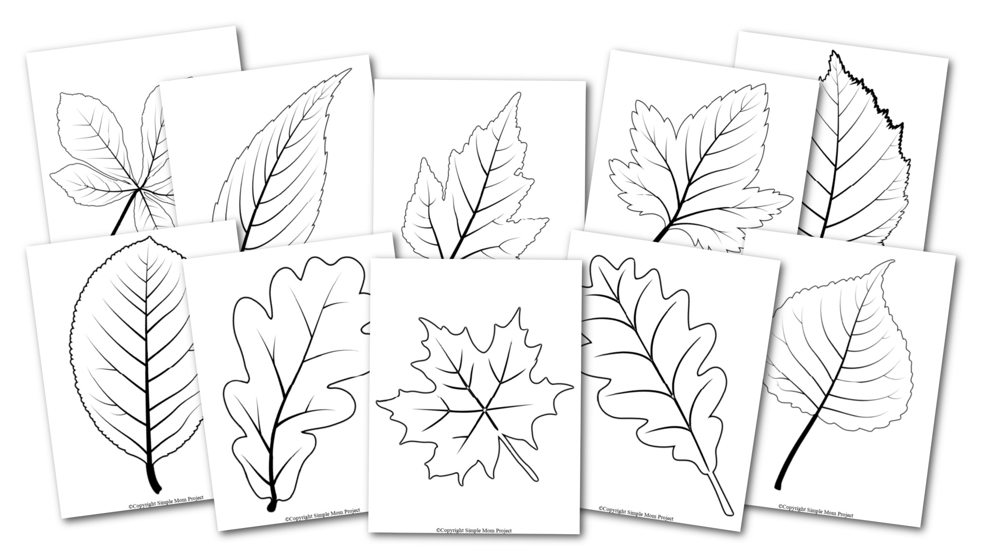Free Printable Large Leaf Templates, Stencils And Patterns in Printable Fall Leaves Stencils
