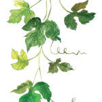 Grape Leaves. Watercolor Clipart Pertaining To Grape Leaf Template Printable