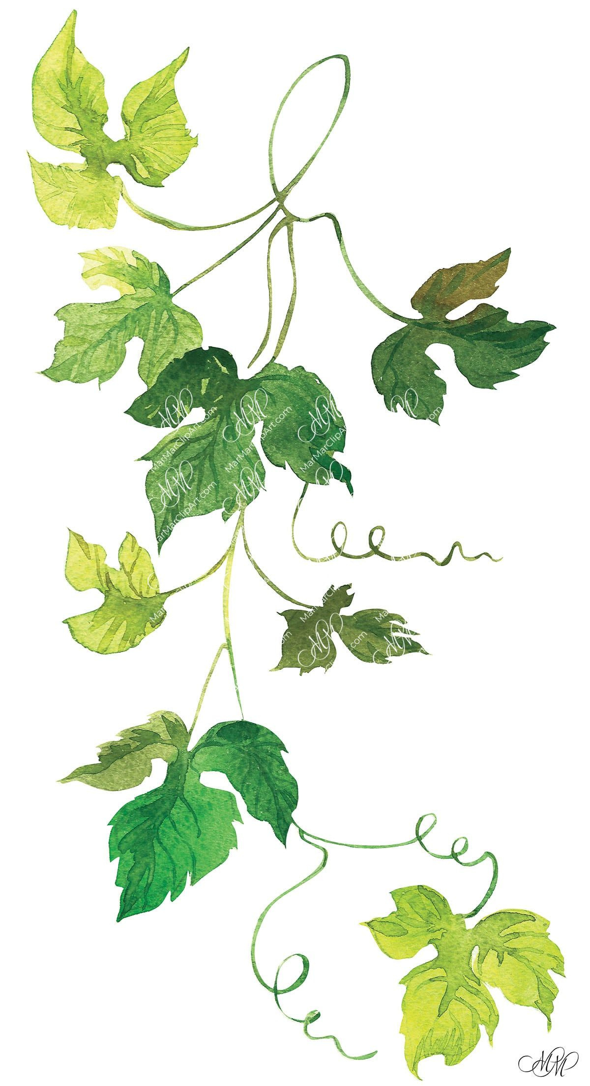 Grape Leaves. Watercolor Clipart pertaining to Grape Leaf Template Printable