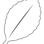 Leaf Outlines, Templates & Coloring Pages   55 Free Pages Intended For Printable Sunflower Leaf Template