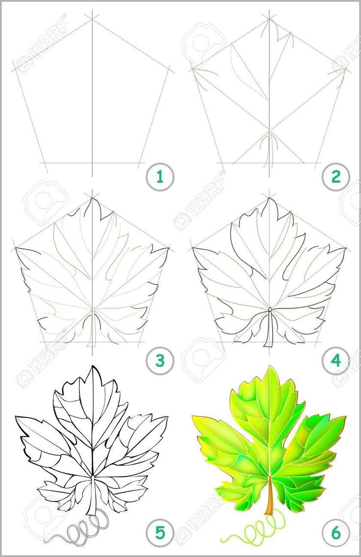 Page Shows How To Learn Stepstep To Draw A Grape Leaf pertaining to Grape Leaf Template Printable Free